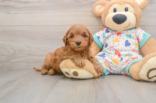 Little Cavipoo Poodle Mix Puppy