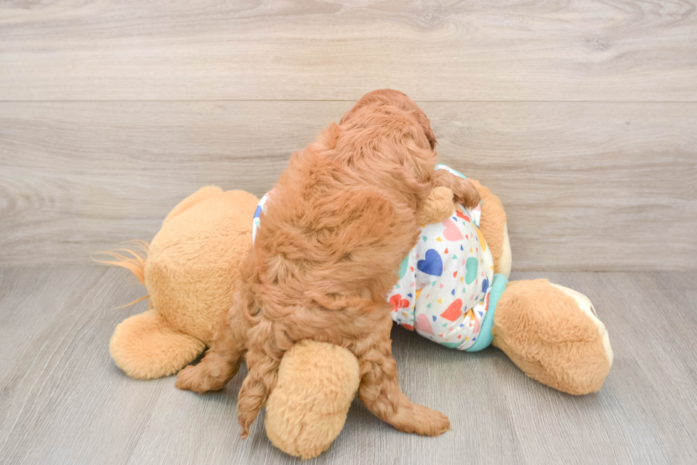 Adorable Cavalier King Charles Spaniel and Poodle Mix Poodle Mix Puppy