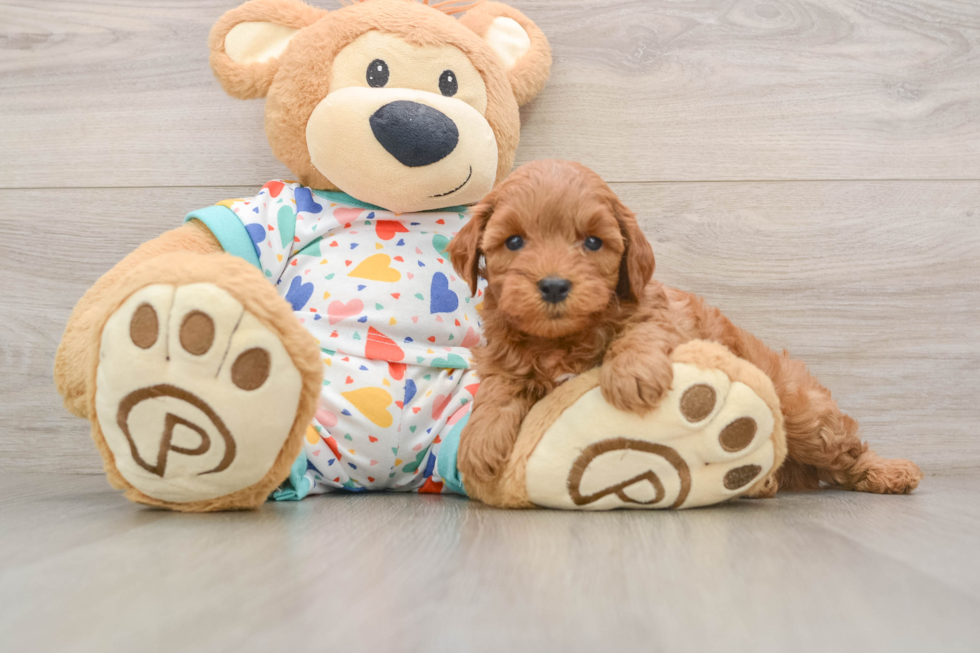 Cavapoo Puppy for Adoption