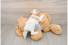 Funny Cavapoo Poodle Mix Pup
