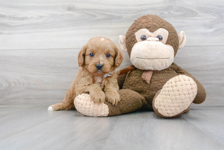 Meet Bodega - our Cavapoo Puppy Photo 1/3 - Puppy Love PR Best Cavapoo Baby