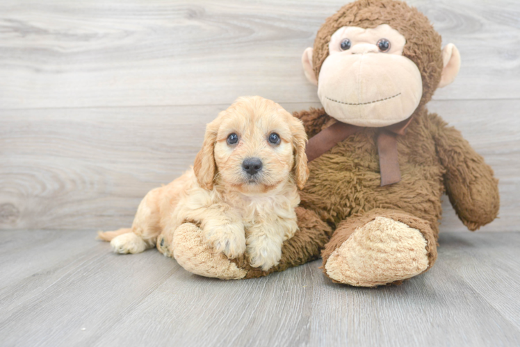 Cute Cavapoo Baby