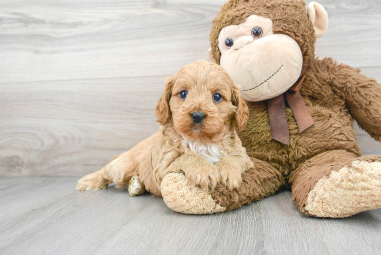 Cavapoo Pup Being Cute