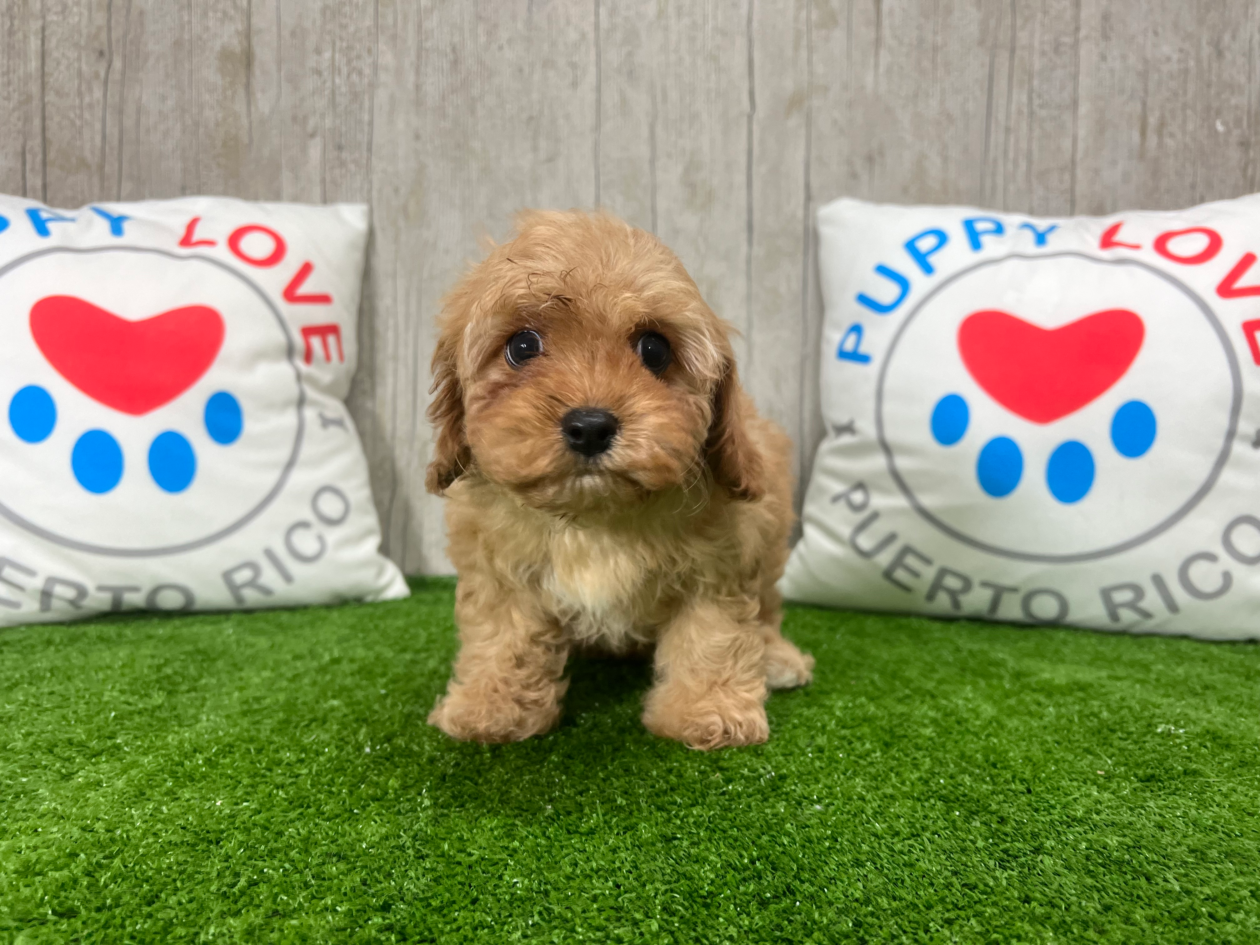 Cavapoo Puppy for Adoption