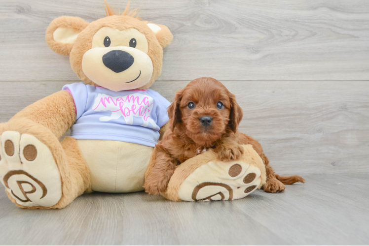 Sweet Cavapoo Baby