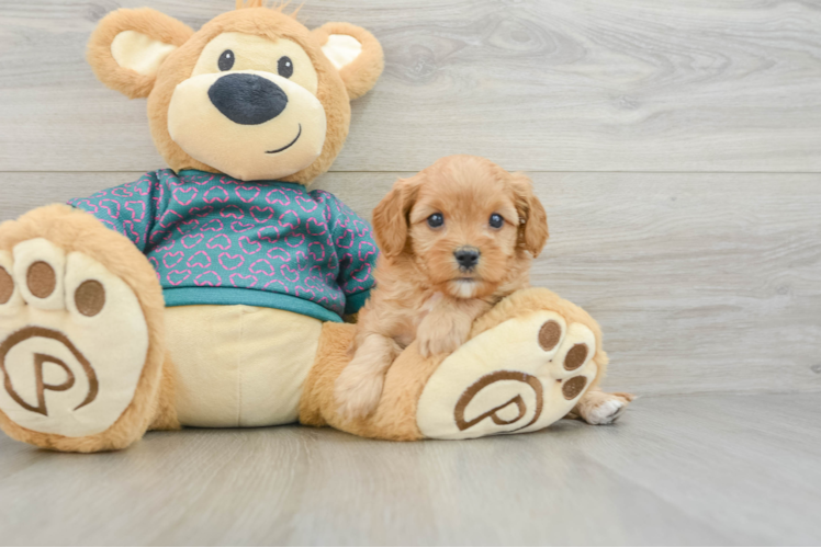 Cavapoo Puppy for Adoption