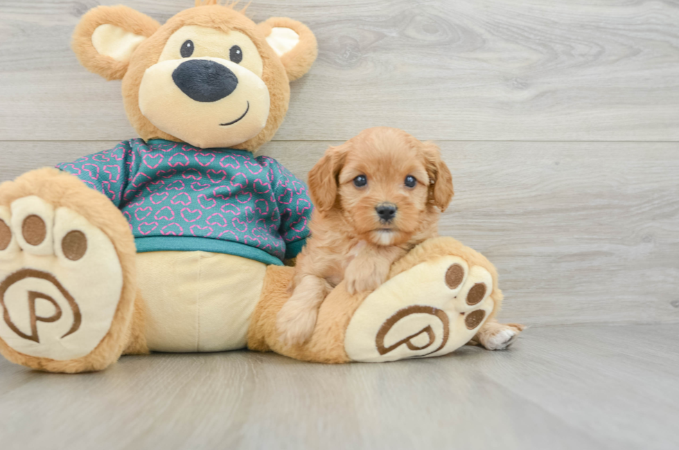 6 week old Cavapoo Puppy For Sale - Puppy Love PR