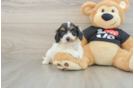 Cavapoo Pup Being Cute