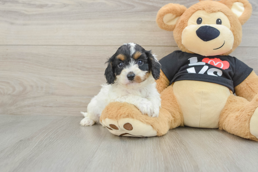 Cavapoo Pup Being Cute