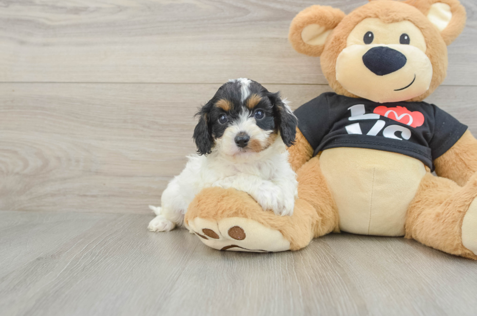 7 week old Cavapoo Puppy For Sale - Puppy Love PR