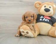 9 week old Cavapoo Puppy For Sale - Puppy Love PR