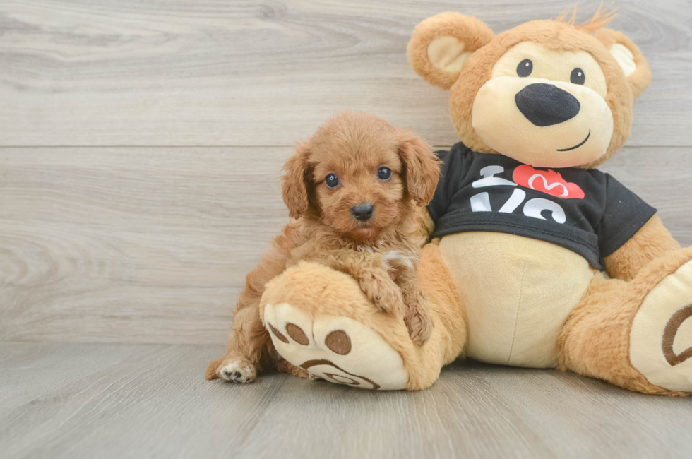 7 week old Cavapoo Puppy For Sale - Puppy Love PR