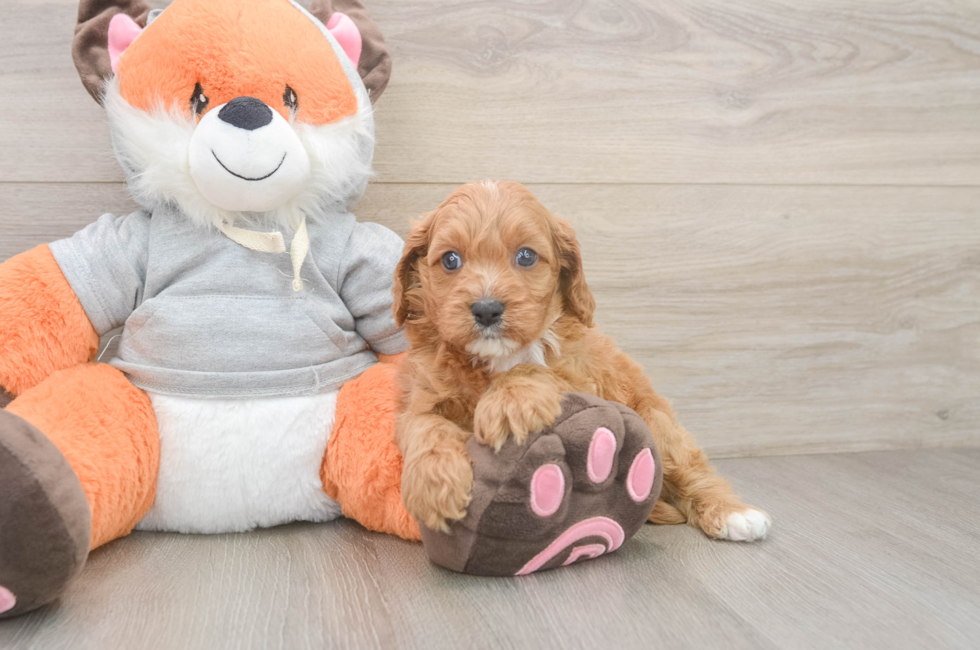 6 week old Cavapoo Puppy For Sale - Puppy Love PR