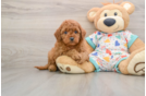 Small Cavapoo Baby