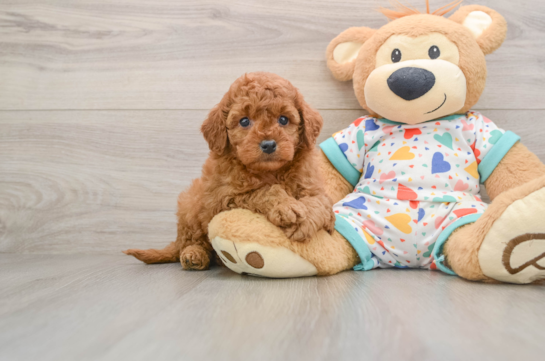 Small Cavapoo Baby