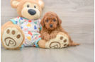 Smart Cavapoo Poodle Mix Pup