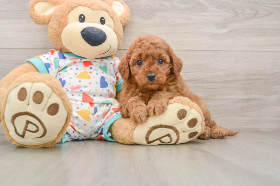Smart Cavapoo Poodle Mix Pup