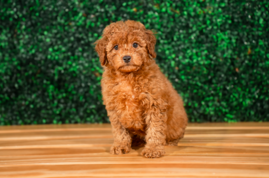 Cute Cavapoo Poodle Mix Pup