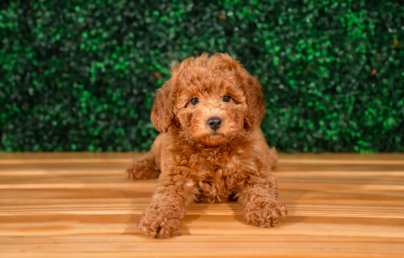 Cute Cavapoo Baby