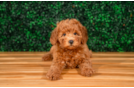 Cute Cavapoo Baby