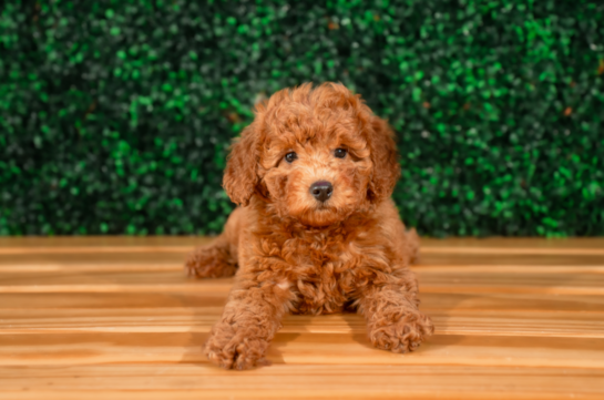 Cute Cavapoo Poodle Mix Pup