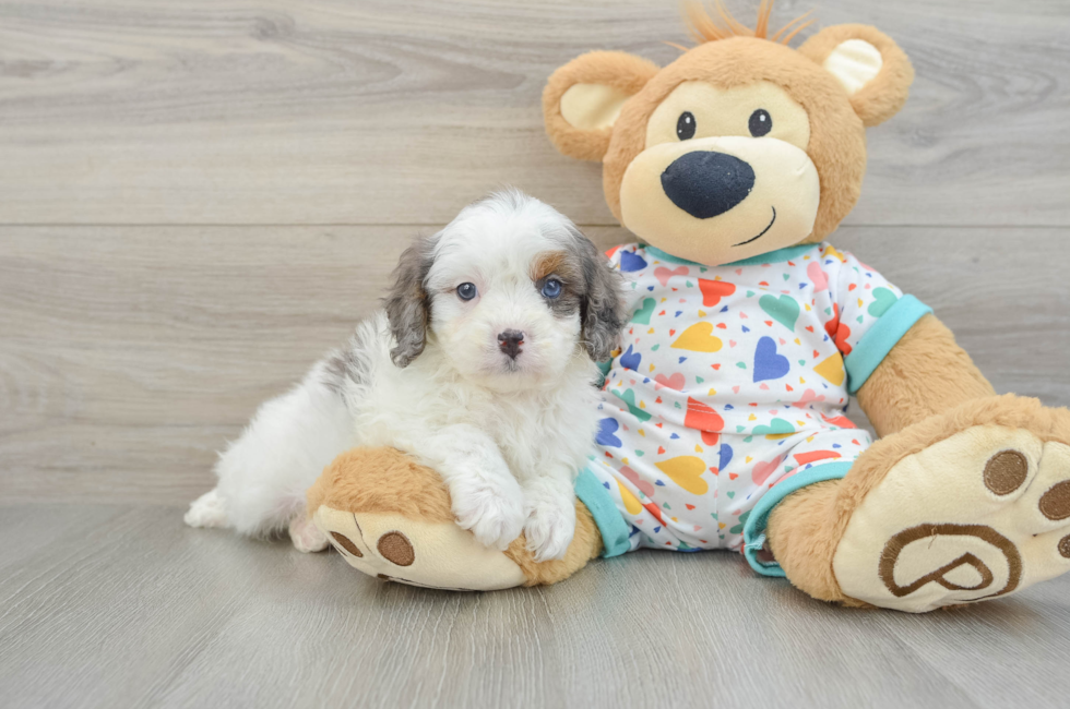6 week old Cavapoo Puppy For Sale - Puppy Love PR
