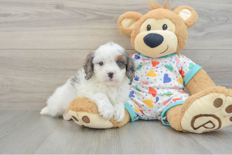 Meet Booker - our Cavapoo Puppy Photo 1/3 - Puppy Love PR Funny Cavapoo Poodle Mix Pup