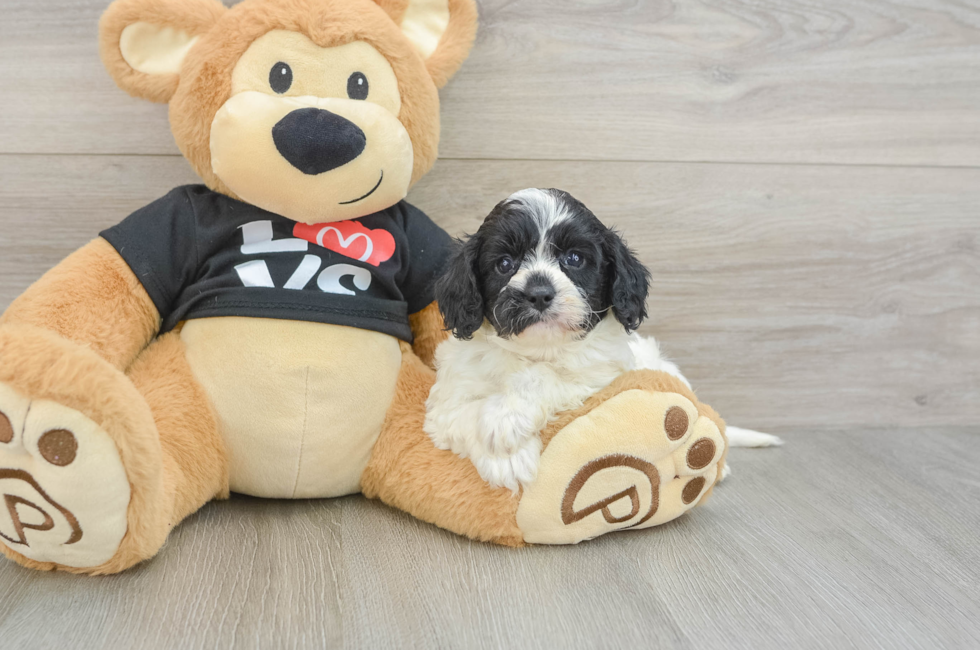 7 week old Cavapoo Puppy For Sale - Puppy Love PR