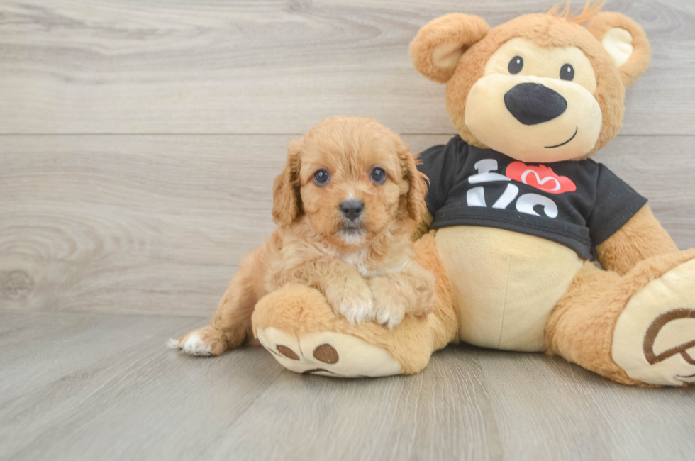7 week old Cavapoo Puppy For Sale - Puppy Love PR