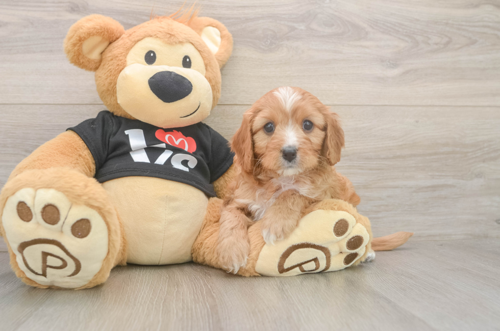 5 week old Cavapoo Puppy For Sale - Puppy Love PR