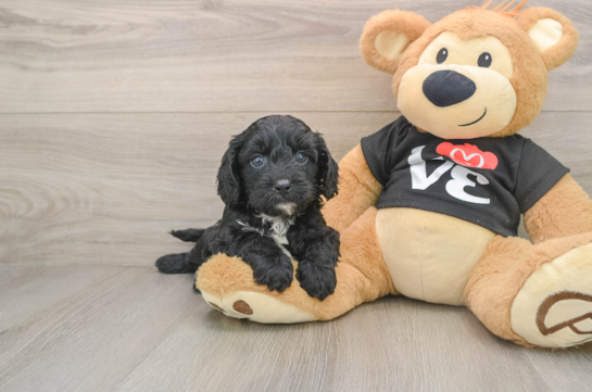 BOOKER, compañero(a) de camada de Cavapoo