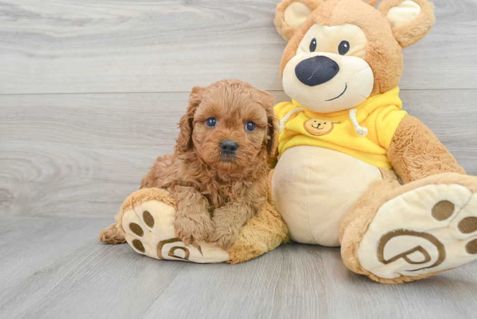 Smart Cavapoo Poodle Mix Pup