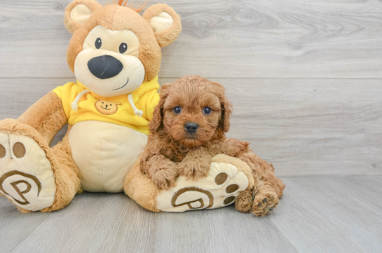 Playful Cavoodle Poodle Mix Puppy