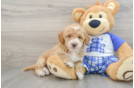 Cavapoo Puppy for Adoption