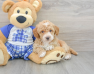 8 week old Cavapoo Puppy For Sale - Puppy Love PR