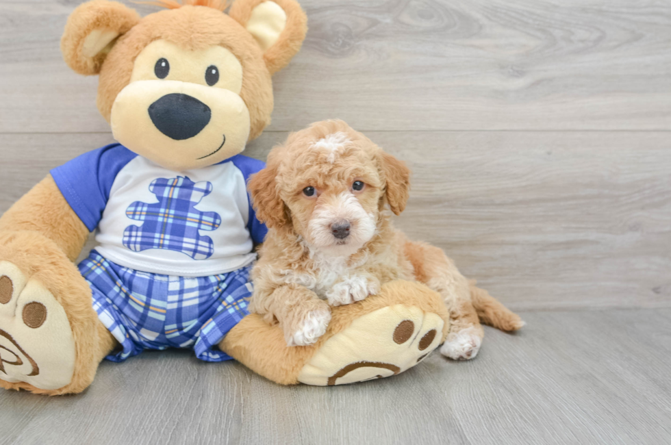 7 week old Cavapoo Puppy For Sale - Puppy Love PR