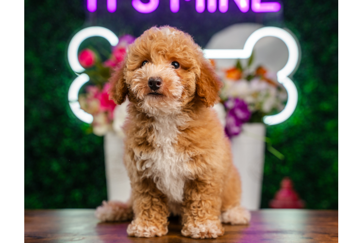 Cute Cavapoo Baby