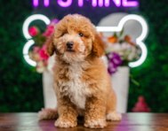 10 week old Cavapoo Puppy For Sale - Puppy Love PR