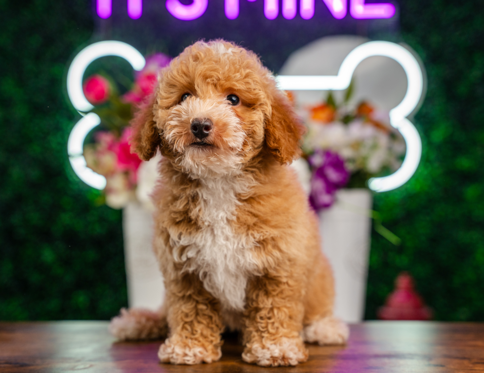 Cute Cavapoo Baby