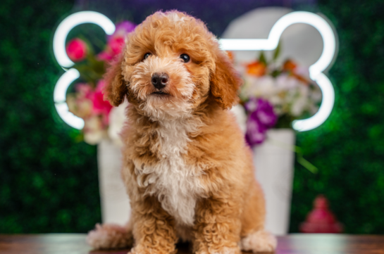 Cute Cavapoo Baby