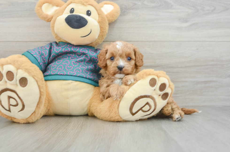 6 week old Cavapoo Puppy For Sale - Puppy Love PR