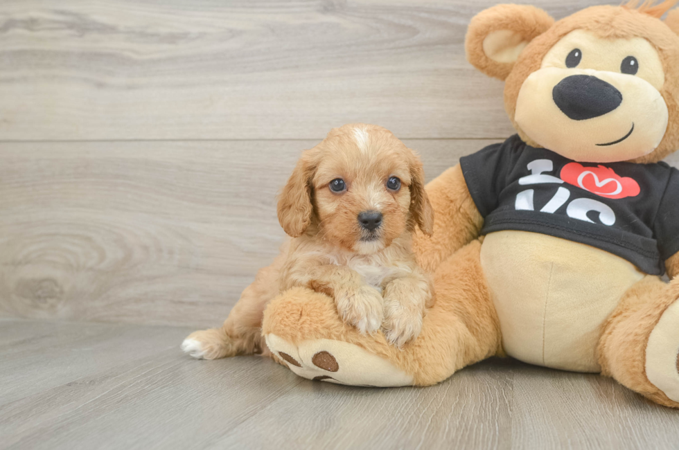 7 week old Cavapoo Puppy For Sale - Puppy Love PR
