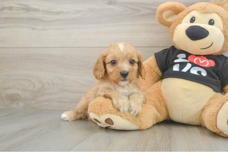 Meet Boomer - our Cavapoo Puppy Photo 1/3 - Puppy Love PR Sweet Cavapoo Baby