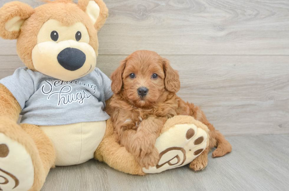 6 week old Cavapoo Puppy For Sale - Puppy Love PR