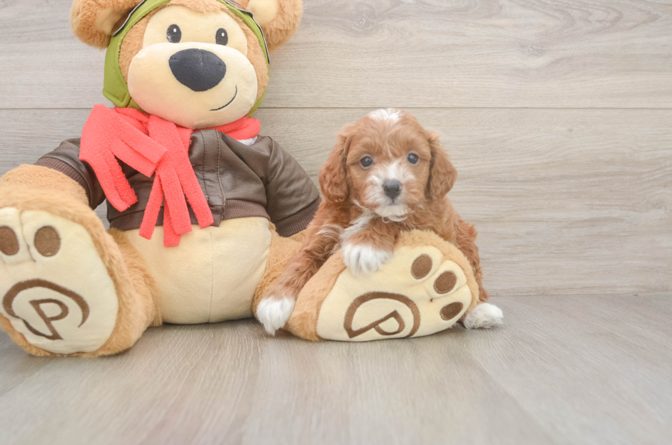 6 week old Cavapoo Puppy For Sale - Puppy Love PR