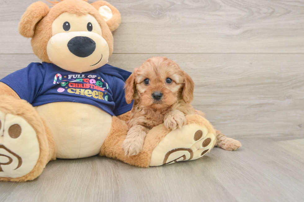 5 week old Cavapoo Puppy For Sale - Puppy Love PR