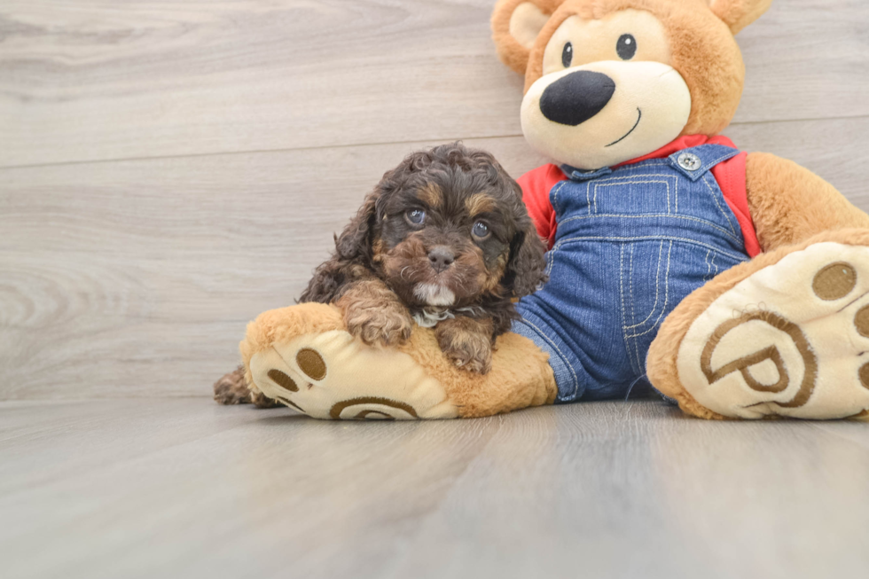 Cavapoo Pup Being Cute