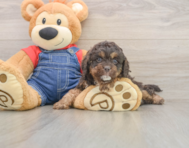 7 week old Cavapoo Puppy For Sale - Puppy Love PR