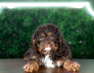 9 week old Cavapoo Puppy For Sale - Puppy Love PR