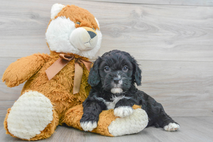 Cavapoo Pup Being Cute